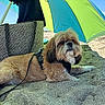 accessory, beach, blanket, blue_sky, canine, daytime, dog, fur, leash, nature, outdoor, pet, relaxed, resting, sand, summer, sunny, tote_bag, umbrella, vacation
