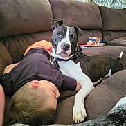 Sigyn is registered to the contest to win money with this photo: boy, dog, couch, sleeping, resting, brown_furniture, indoor, pet, child, casual, blanket, toy, living_room, relaxation, comfort, domestic, fur, black_and_white, protective, napping