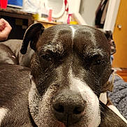 Midge is registered to the contest to win money with this photo: dog, black_and_white, close_up, indoor, pet, sleepy, face, nostrils, fur, whiskers, ear, nose, animal, relaxed, home, cozy, furniture, background, portrait, expression