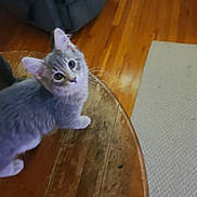 Lila joined the competition — help win amazing prizes! kitten, cat, gray_cat, wooden_table, indoor, curious, pet, feline, floor, couch, carpet, head_tilt, whiskers, fur, young_cat, domestic_cat, looking_up, home, animal, cute