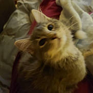 Lila is registered to the contest to win money with this photo: animal, blanket, cat, closeup, cozy, curious, cute, domestic, ears, eyes, feline, fur, furry, indoor, mammal, pet, resting, soft, warm, whiskers