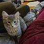 bed, blanket, blurred, cat, chair, cozy, domestic_animal, ears, fluffy, fur, furniture, gray_cat, indoor, living_room, person, pet, red_shirt, resting, tail, wooden_floor