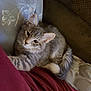 blanket, brown_blanket, cat, cozy, curious, ears, eyes, fabric, floral_pattern, fur, grey_tabby, indoor, kitten, knitted_texture, maroon_cloth, pet, pillow, resting, soft, whiskers