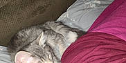 Lila is registered to the contest to win money with this photo: animal, blanket, closeup, cozy, cute, domestic_cat, fabric, fluffy, fur, gray_cat, indoor, kitten, maroon_clothing, person, pet, relaxing, resting, sleepy, soft, young_cat
