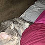 animal, blanket, closeup, cozy, cute, domestic_cat, fabric, fluffy, fur, gray_cat, indoor, kitten, maroon_clothing, person, pet, relaxing, resting, sleepy, soft, young_cat