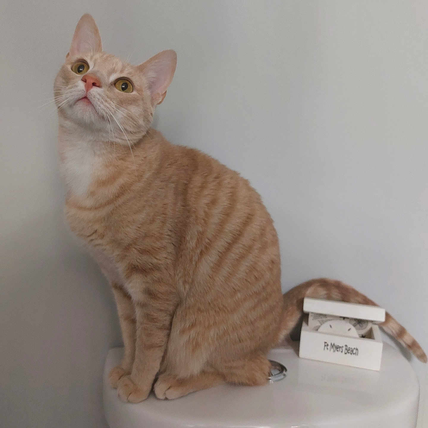 Simba