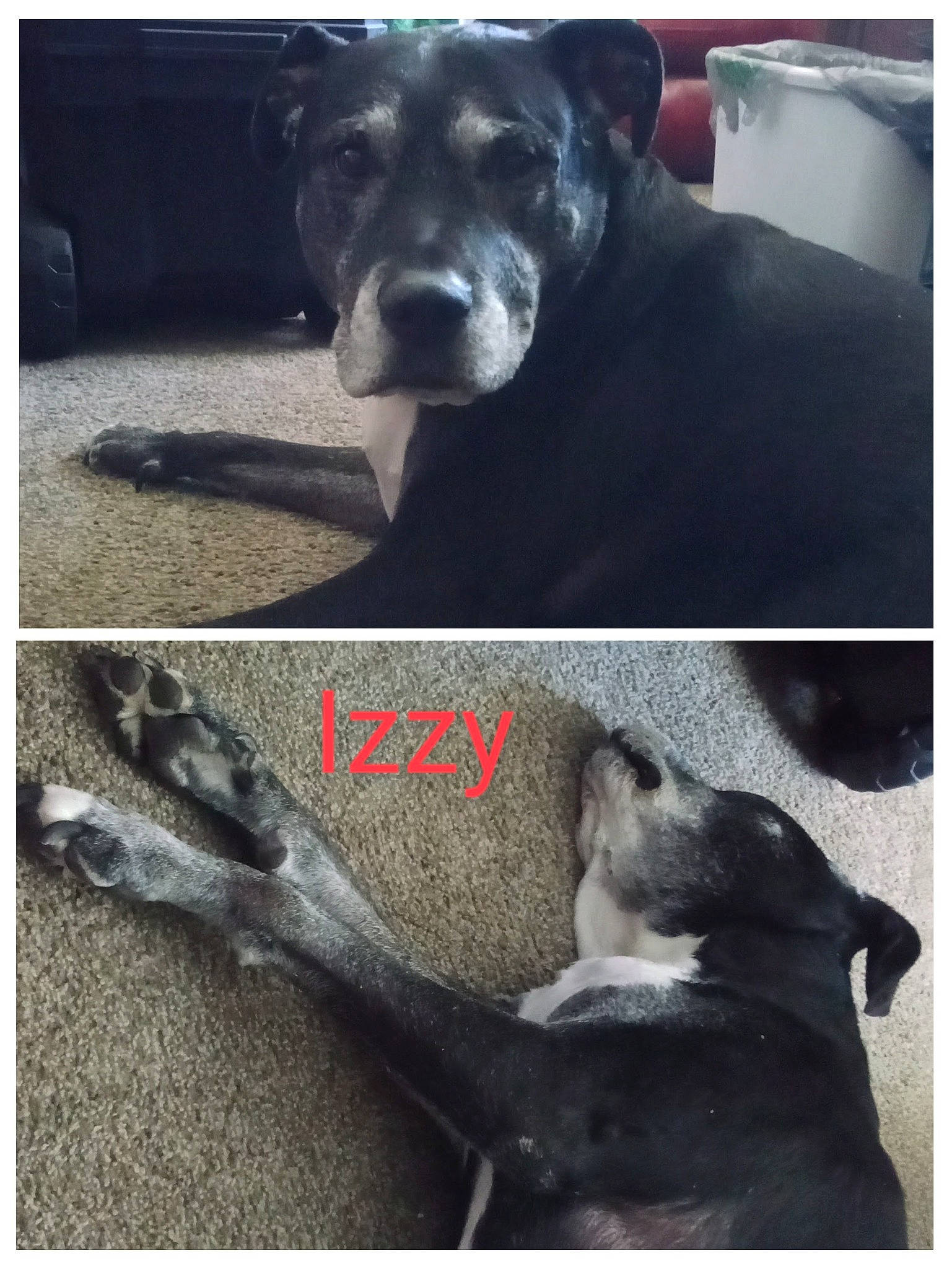 Izzy joined the competition — help win amazing prizes! art, canidae, carnivore, comfort, companion_dog, dog, dog_breed, fur, monochrome_photography, non_sporting_group, paw, pet_supply, photography, snapshot, snout, sporting_group, stock_photography, terrestrial_animal, wildlife, working_animal