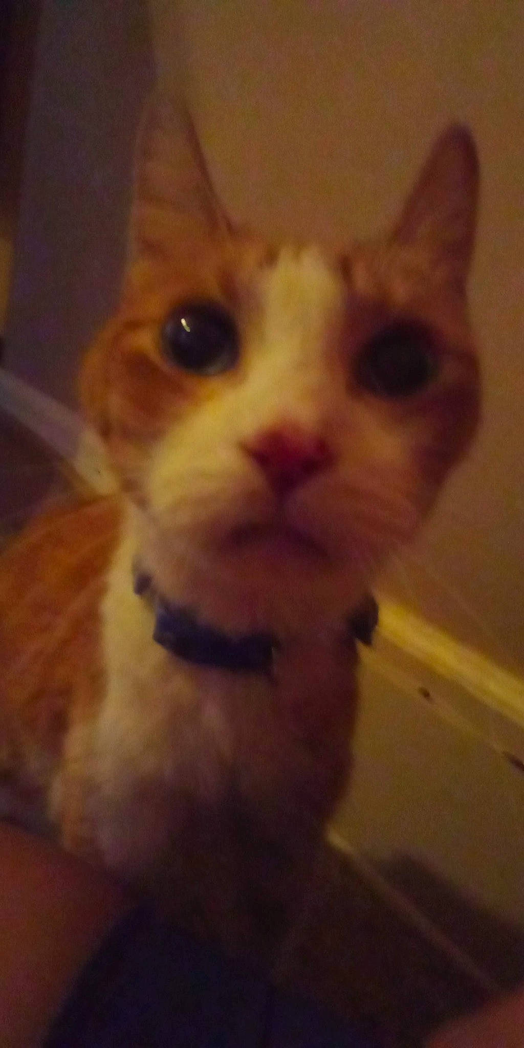 Rex joined the competition — help win amazing prizes! carnivore, cat, domestic_short_haired_cat, ear, eye, fawn, felidae, fur, hair, head, paw, pleased, small_to_medium_sized_cats, snout, whiskers