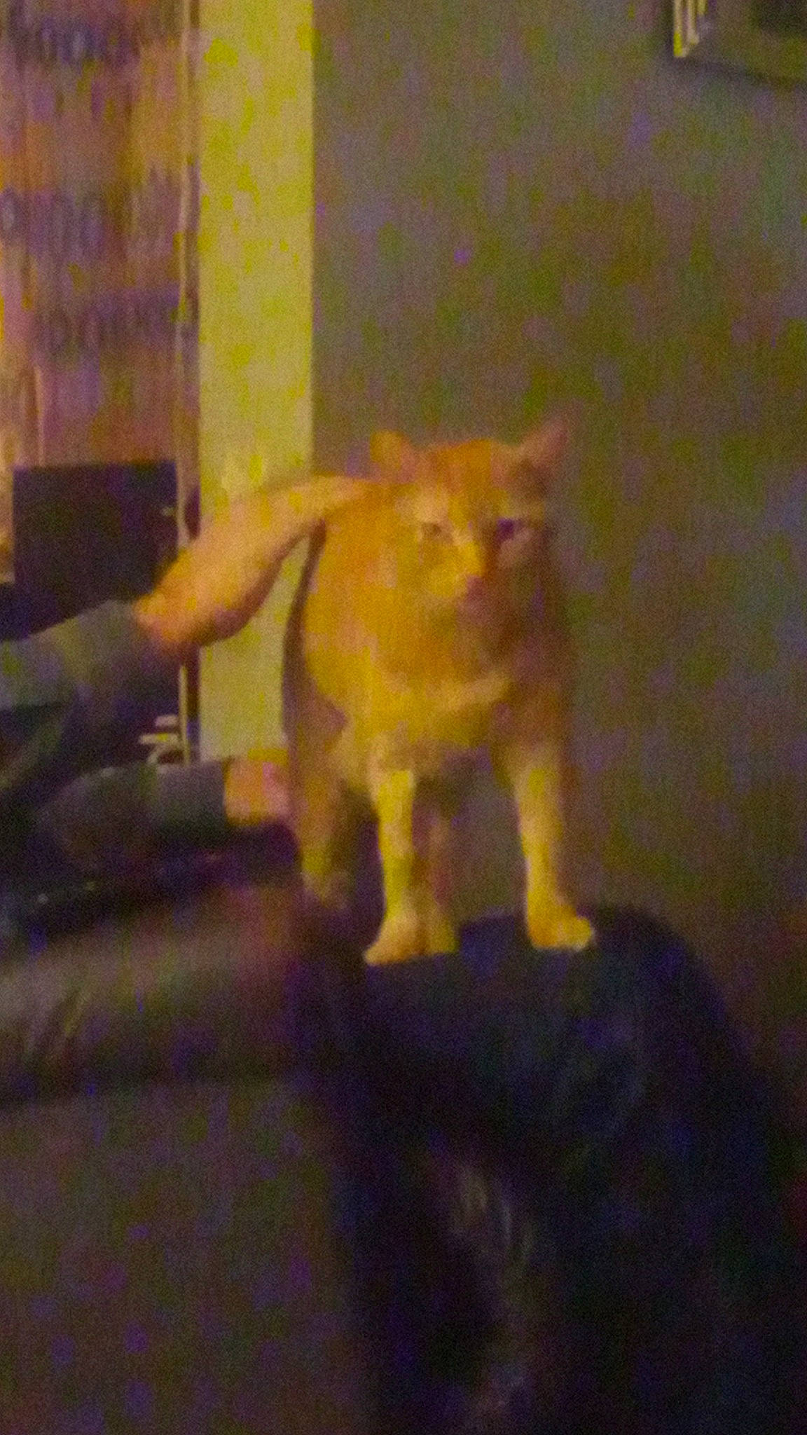 Garfield is registered to the contest to win money with this photo: canidae, carnivore, cat, companion_dog, dog_breed, elbow, fawn, felidae, fur, gesture, human_leg, room, sitting, small_to_medium_sized_cats, snout, tail, terrestrial_animal, whiskers, wood