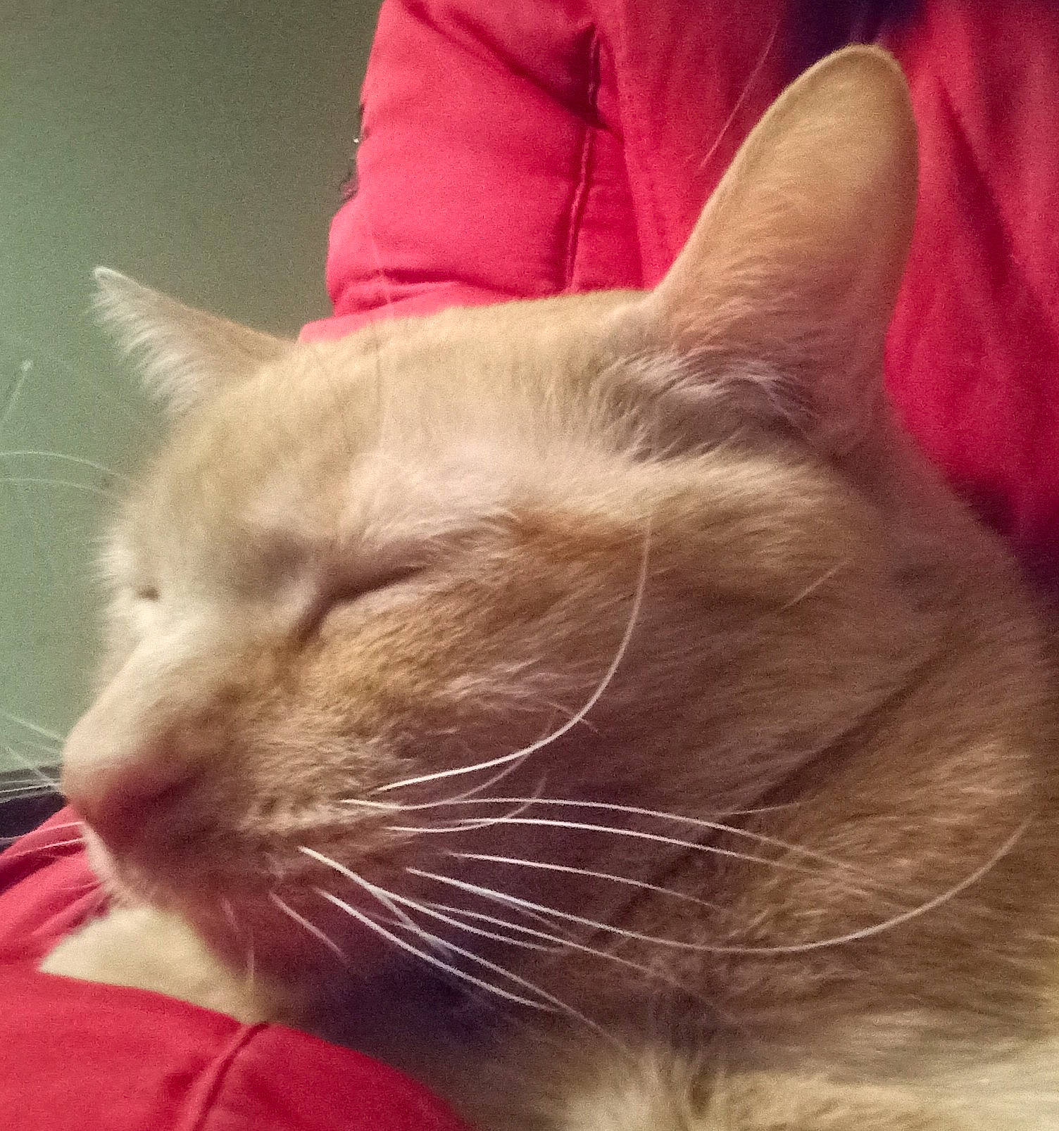 Garfield is registered to the contest to win money with this photo: carnivore, cat, claw, comfort, domestic_short_haired_cat, ear, eye, felidae, fur, gesture, linens, nap, paw, sleep, small_to_medium_sized_cats, snout, tail, whiskers