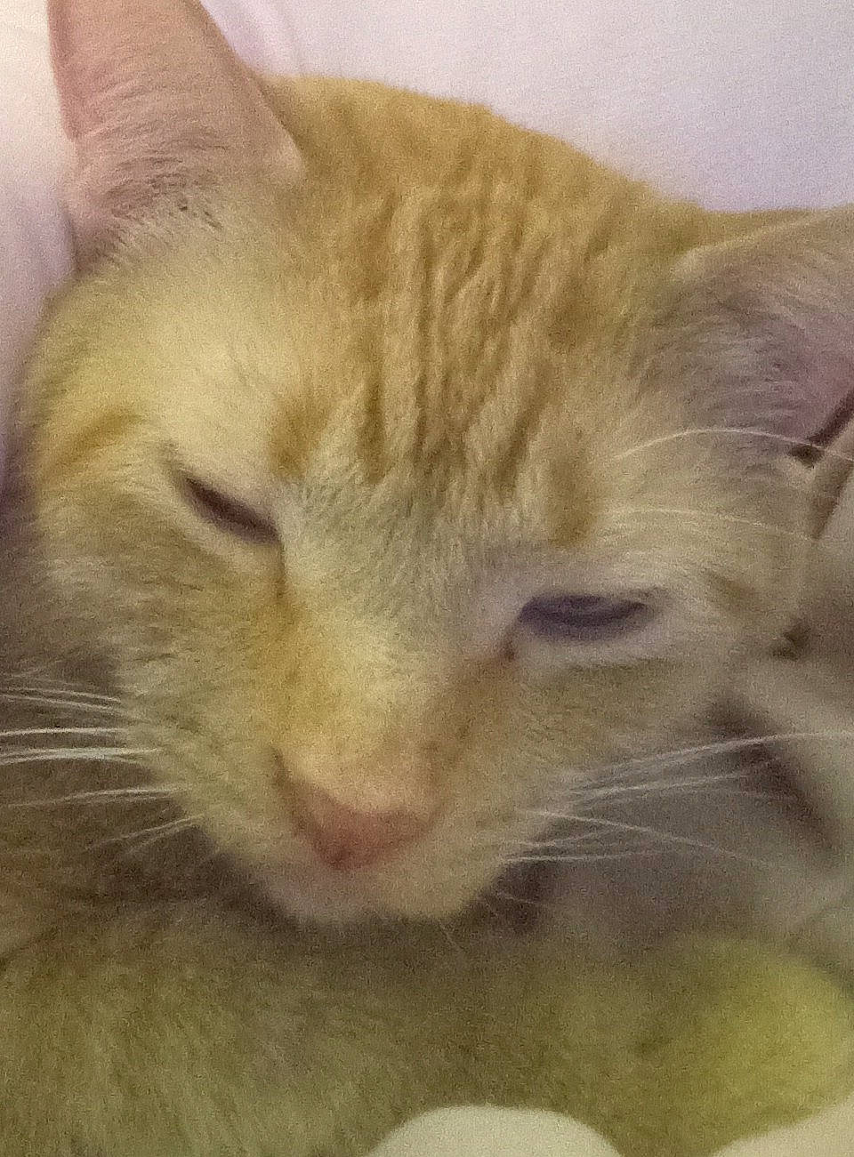 Garfield is registered to the contest to win money with this photo: carnivore, cat, cat_supply, claw, comfort, domestic_short_haired_cat, ear, fawn, felidae, fur, iris, nap, paw, sleep, small_to_medium_sized_cats, snout, tail, terrestrial_animal, whiskers