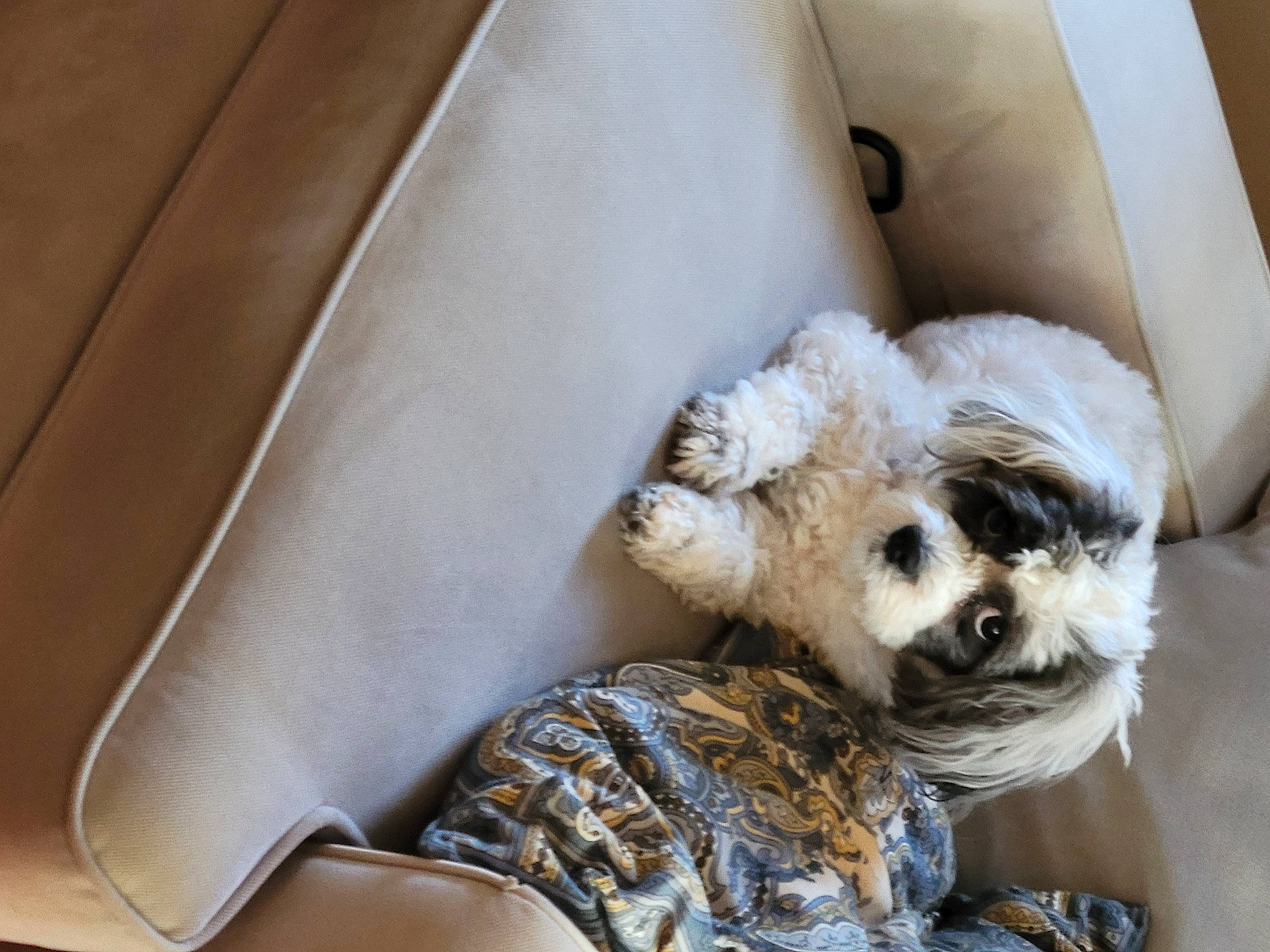 Avrey is registered to the contest to win money with this photo: car_seat, carnivore, chair, comfort, companion_dog, couch, dog, dog_breed, fawn, felidae, fur, linens, nap, snout, sporting_group, terrestrial_animal, terrier, toy_dog, whiskers, working_animal