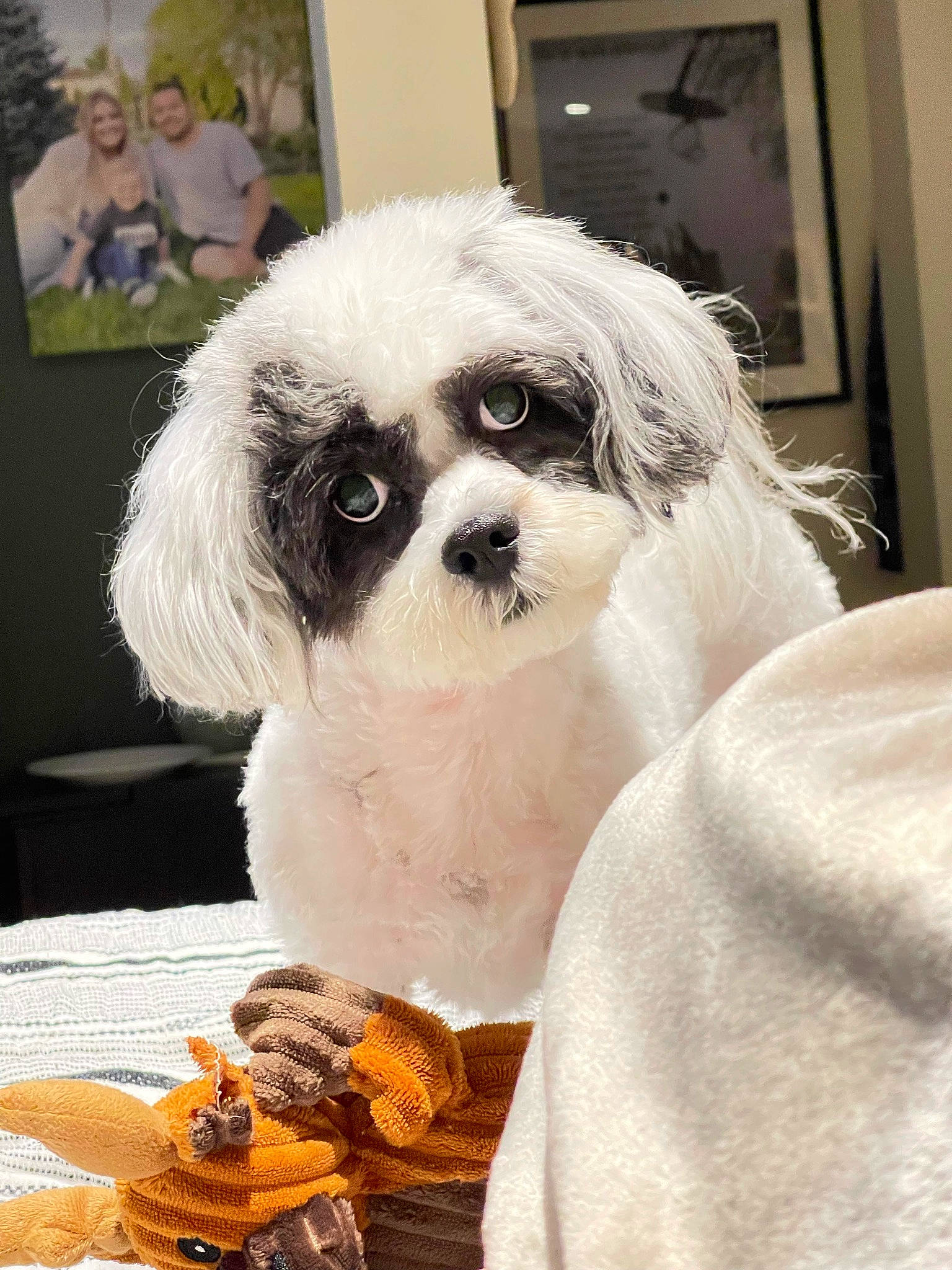 Avrey is registered to the contest to win money with this photo: canidae, carnivore, chair, companion_dog, dog, dog_breed, dog_supply, fur, maltepoo, picture_frame, poodle, puppy_love, sitting, small_terrier, snout, sporting_group, tableware, terrier, toy_dog, working_animal