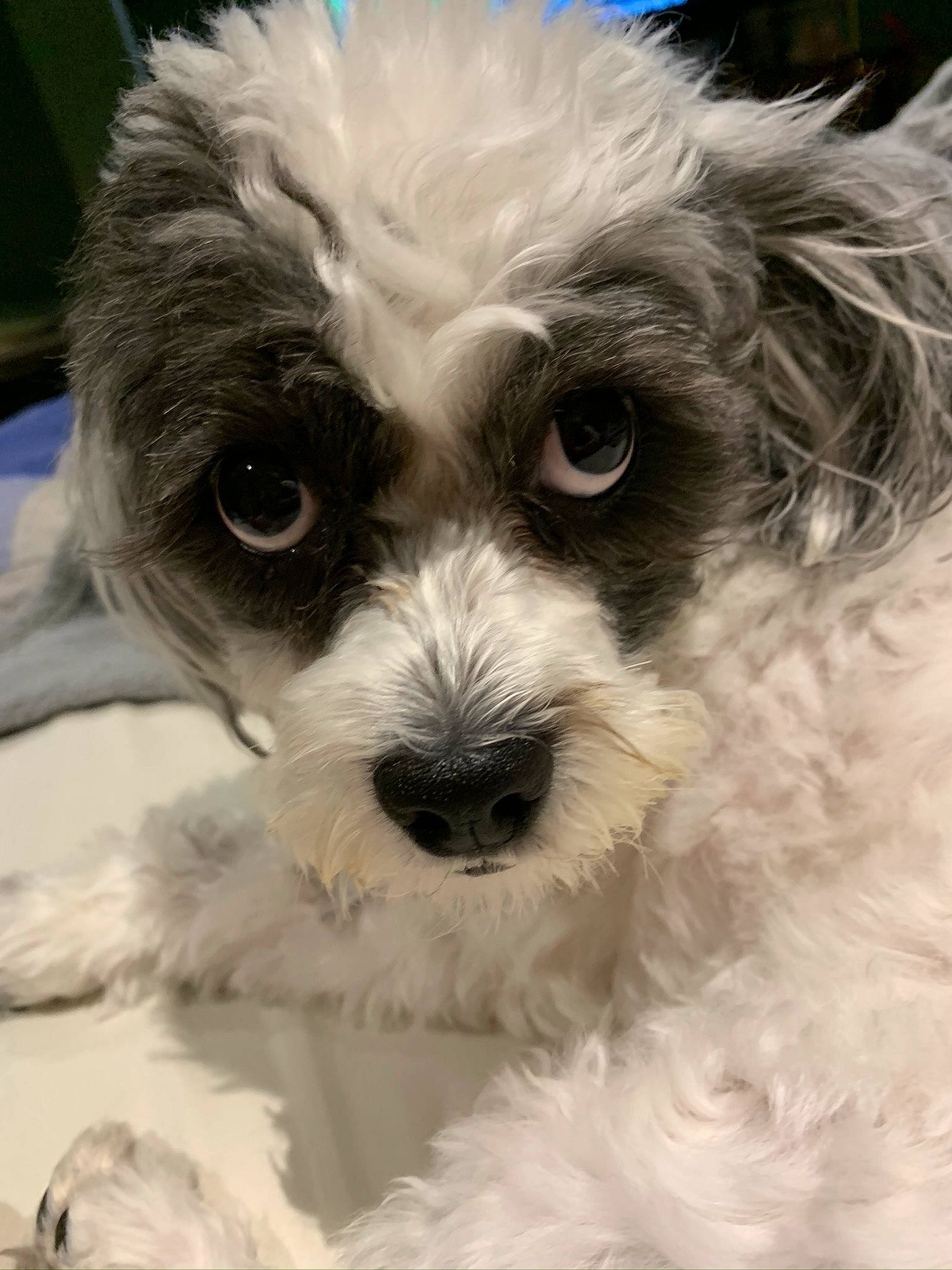 Avrey is registered to the contest to win money with this photo: canidae, carnivore, cockapoo, companion_dog, dog, dog_breed, fur, maltepoo, poodle, poodle_crossbreed, puppy_love, shih_poo, small_terrier, snout, sporting_group, terrier, toy_dog, water_dog, whiskers, working_animal