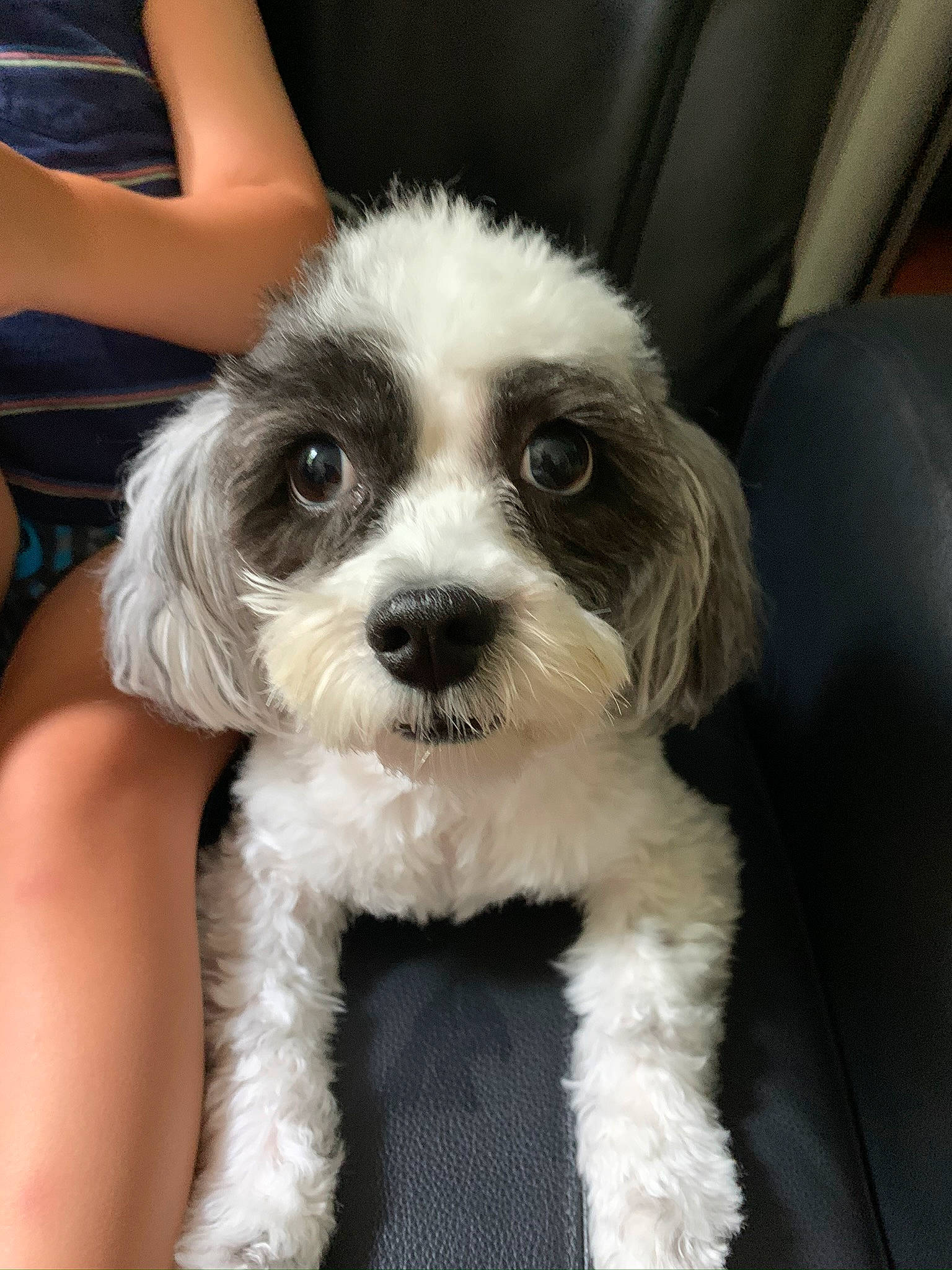 Avrey is registered to the contest to win money with this photo: canidae, carnivore, chair, cockapoo, companion_dog, dog, dog_breed, fur, maltepoo, non_sporting_group, poodle_crossbreed, puppy, puppy_love, shih_poo, small_terrier, snout, sporting_group, terrier, toy_dog, working_animal