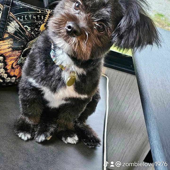 Wookie joined the competition — help win amazing prizes! accessories, affenpinscher, animal, bag, belt, butterfly, canine, cockerspaniel, dog, handbag, insect, invertebrate, jewelry, newfoundland, papillon, pet, poodle, puppy, slate, terrier