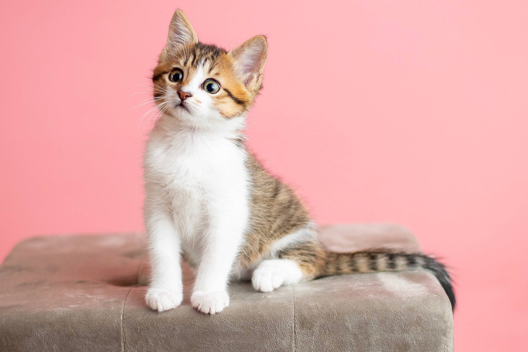 Tamara participe au concours pour gagner de l'argent avec cette photo : carnivore, cat, curious, domestic_short_haired_cat, door, fawn, felidae, fur, paw, sitting, small_to_medium_sized_cats, snout, tail, terrestrial_animal, whiskers, window