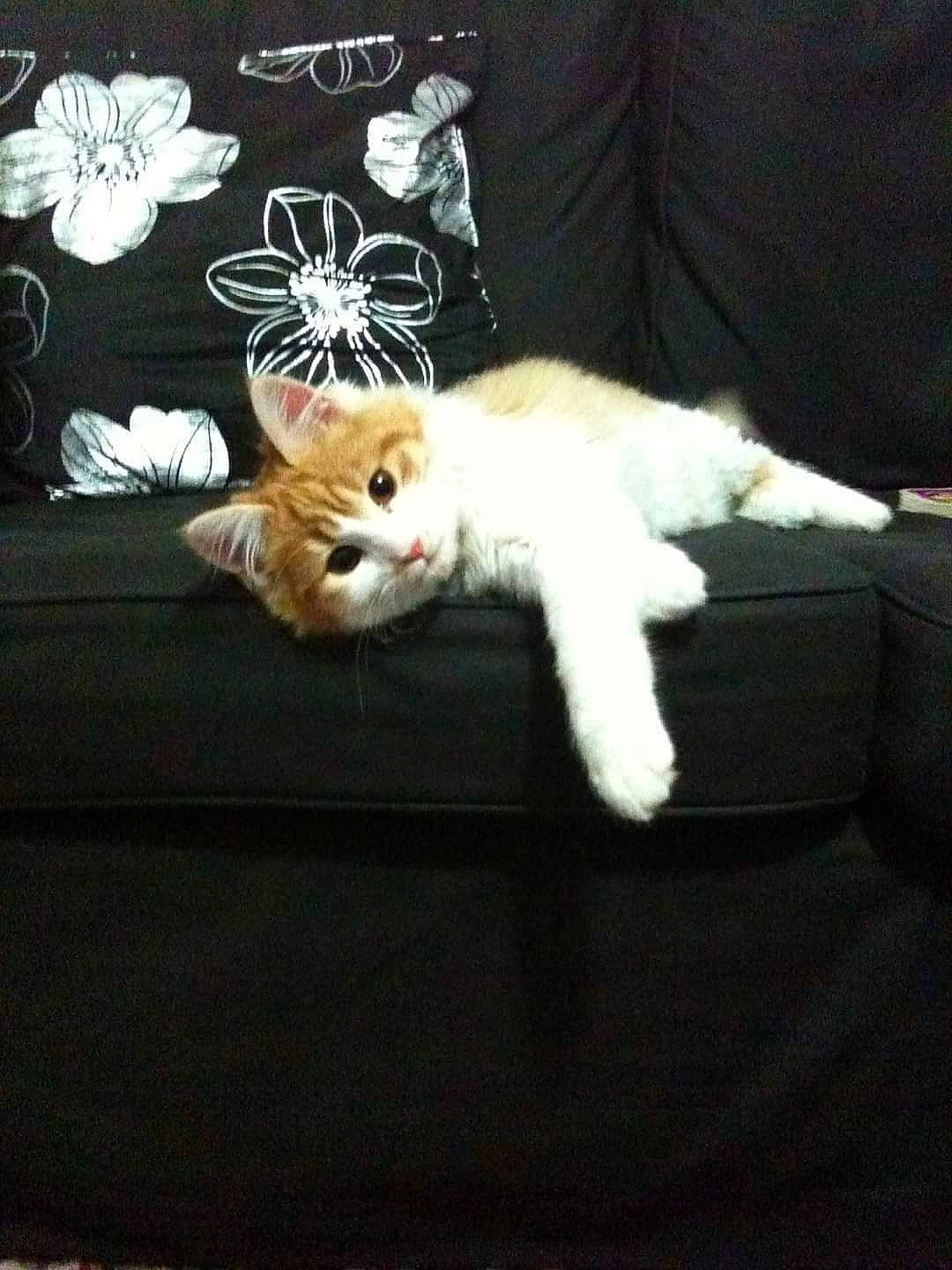 Tweety a rejoint le concours — aidez-le/la à gagner de superbes lots ! bed, bedding, canidae, carnivore, cat, claw, comfort, companion_dog, domestic_short_haired_cat, fawn, felidae, fur, linens, paw, plant, room, small_to_medium_sized_cats, tail, whiskers, wood