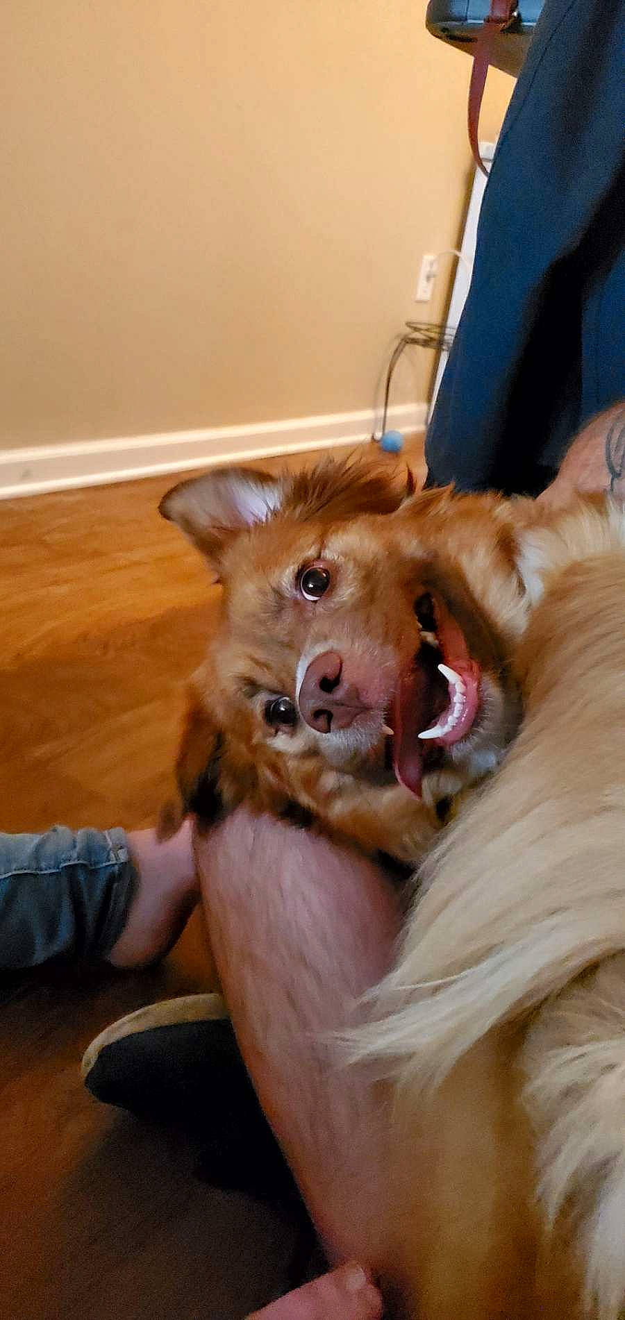 Bella joined the competition — help win amazing prizes! ball, canidae, carnivore, companion_dog, dog, dog_breed, ear, fawn, felidae, flooring, fur, jaw, liver, paw, small_to_medium_sized_cats, snout, spitz, sporting_group, whiskers, working_animal