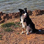 Willow participe au concours pour gagner de l'argent avec cette photo : animal, black_and_white, canine, coastline, daytime, dog, fur, grass, happy, leash, nature, outdoor, pet, rocky_ground, scenic, sitting, smiling, sunlight, tongue_out, water