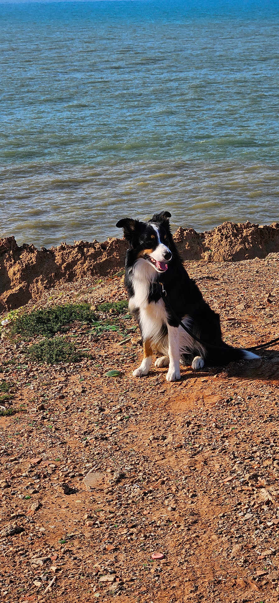 Willow participe au concours pour gagner de l'argent avec cette photo : animal, black_and_white, canine, coastline, daytime, dog, fur, grass, happy, leash, nature, outdoor, pet, rocky_ground, scenic, sitting, smiling, sunlight, tongue_out, water