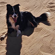Willow participe au concours pour gagner de l'argent avec cette photo : dog, border_collie, sand, dune, desert, tongue_out, panting, sunny, shadow, outdoors, pet, fur, black_and_white, animal, resting, sitting, tail, sky, landscape, summer