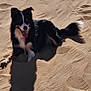 dog, border_collie, sand, dune, desert, tongue_out, panting, sunny, shadow, outdoors, pet, fur, black_and_white, animal, resting, sitting, tail, sky, landscape, summer