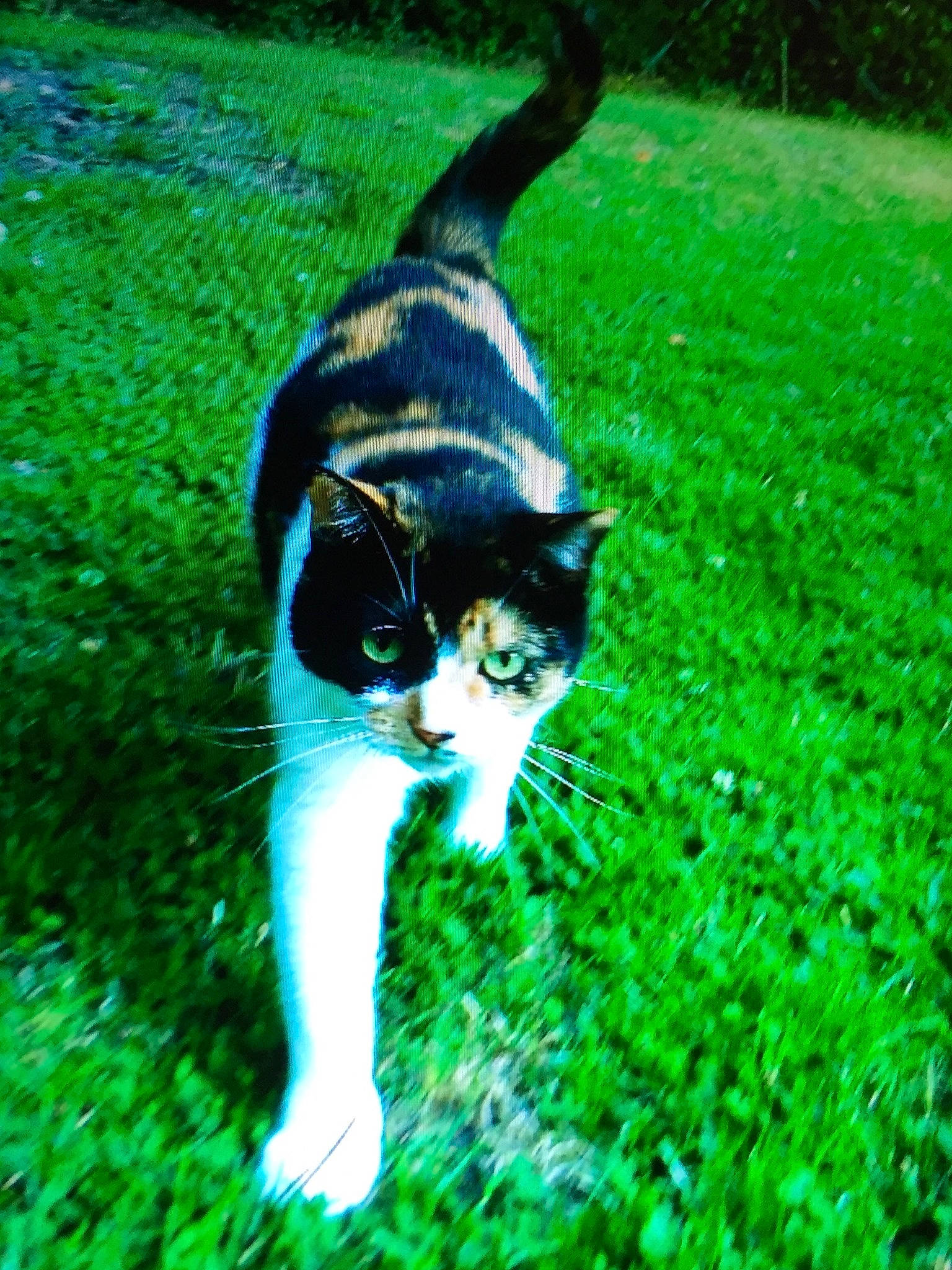 Pitchoune participe au concours pour gagner de l'argent avec cette photo : carnivore, cat, domestic_short_haired_cat, felidae, grass, green, lawn, plant, polydactyl_cat, small_to_medium_sized_cats, tail, whiskers