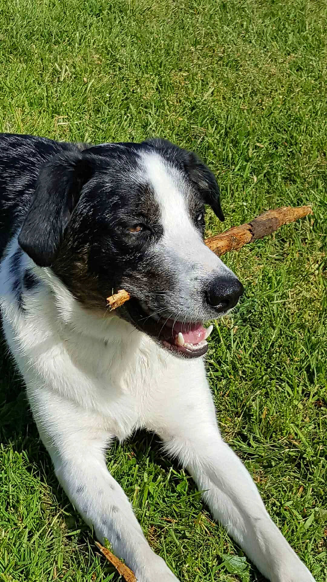 Spiky participe au concours pour gagner de l'argent avec cette photo : australian_collie, border_collie, canidae, carnivore, companion_dog, dog, dog_breed, herding_dog, mammal, rare_breed_dog, snout, sporting_group, stabyhoun, vertebrate, welsh_sheepdog