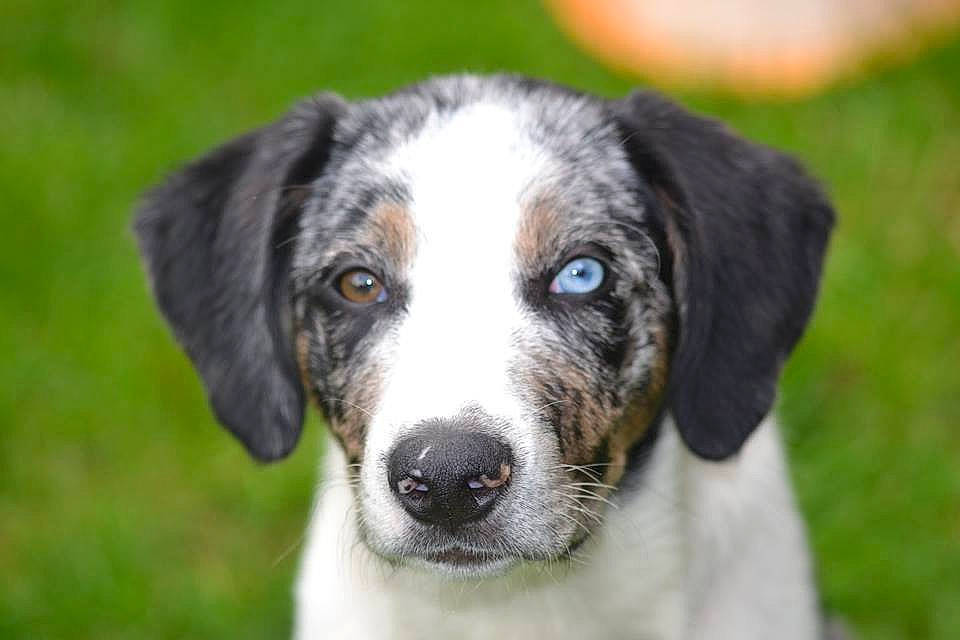 Spiky a rejoint le concours — aidez-le/la à gagner de superbes lots ! canidae, carnivore, companion_dog, dog, dog_breed, harrier, hunting_dog, louisiana_catahoula_leopard_dog, mammal, puppy, rafeiro_do_alentejo, rare_breed_dog, snout, sporting_group, vertebrate