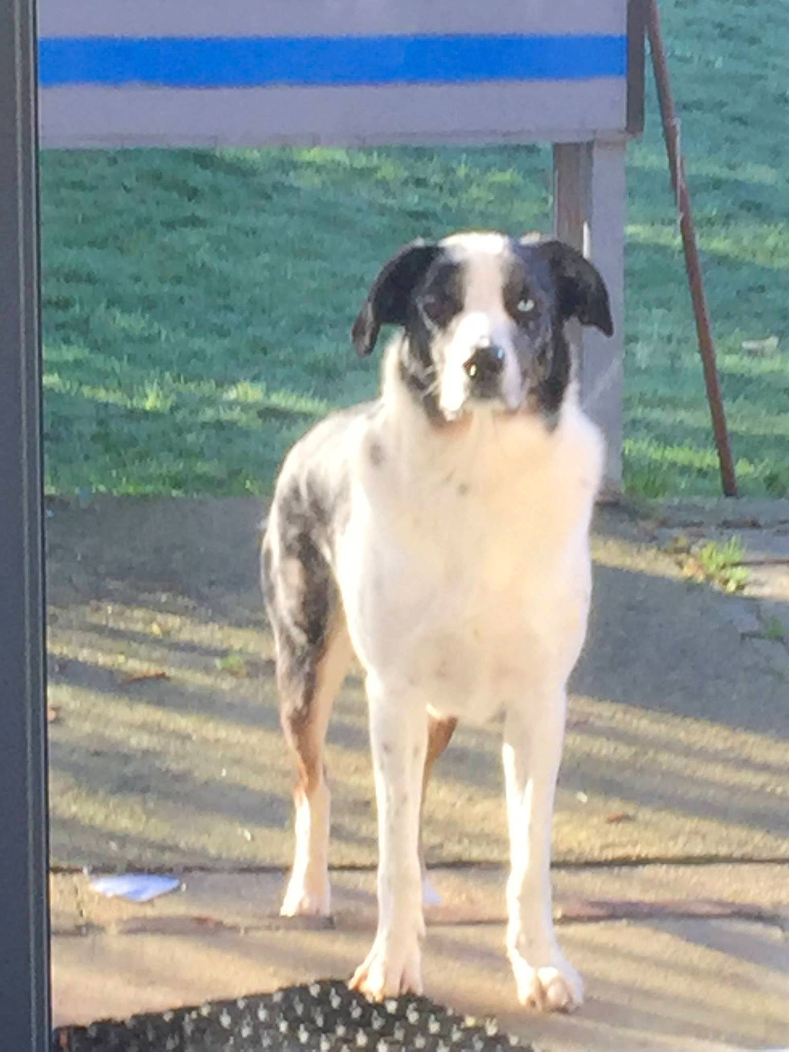 Spiky a rejoint le concours — aidez-le/la à gagner de superbes lots ! australian_shepherd, canidae, carnivore, dog, dog_breed, herding_dog, mammal, pyrenean_mastiff, rafeiro_do_alentejo, rare_breed_dog, sporting_group, vertebrate, working_dog