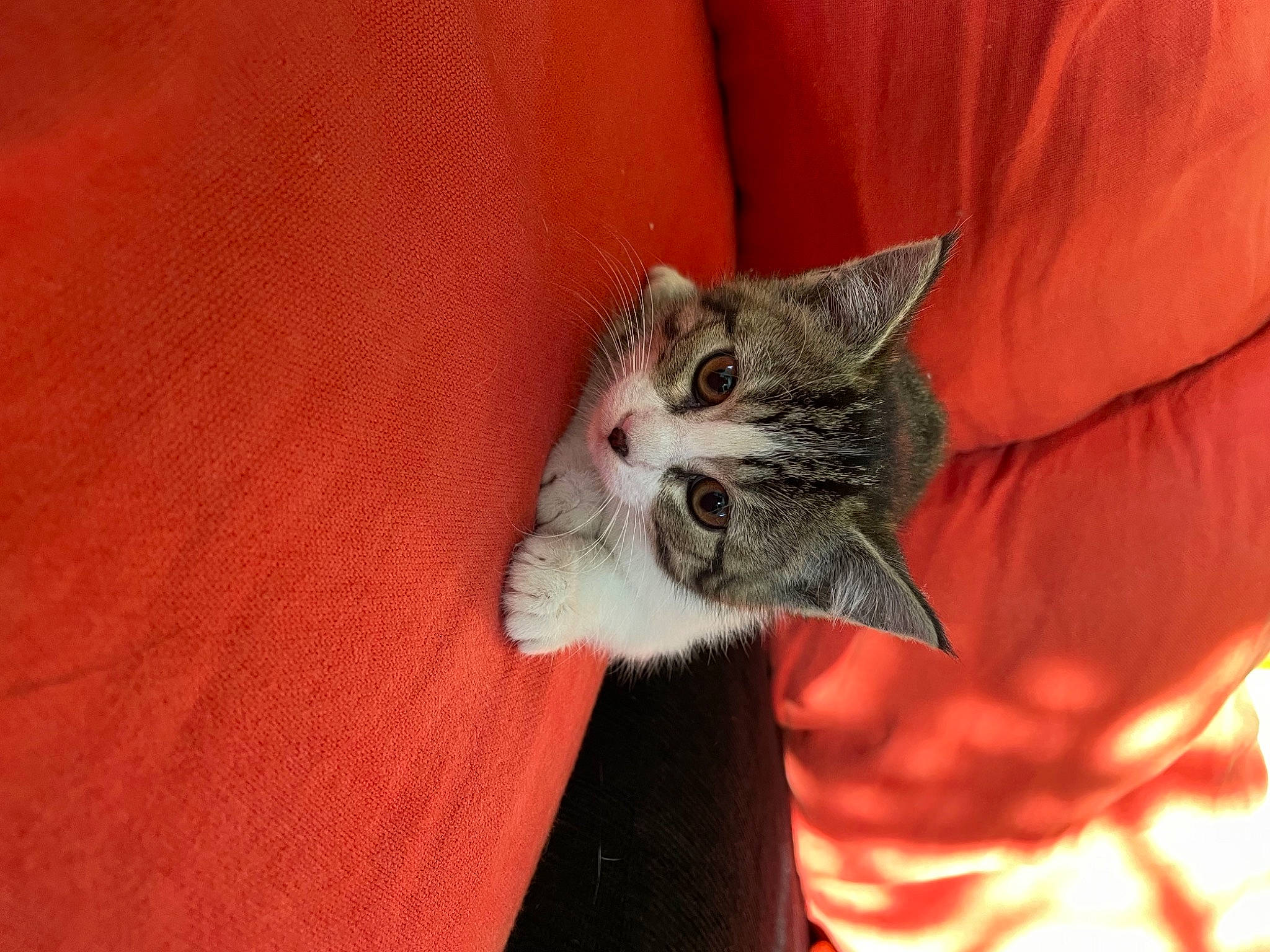 Souky participe au concours pour gagner de l'argent avec cette photo : carnivore, cat, claw, comfort, domestic_short_haired_cat, eye, fawn, felidae, fur, gesture, leg, nail, paw, sleeve, small_to_medium_sized_cats, snout, tail, tree, whiskers, wildlife