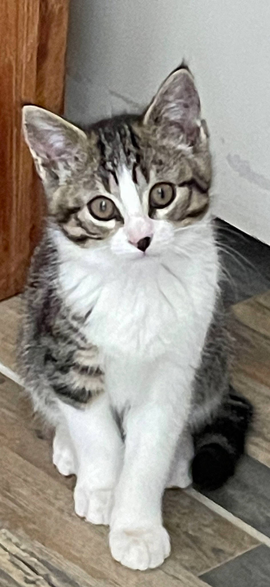 Souky a rejoint le concours — aidez-le/la à gagner de superbes lots ! bombay, carnivore, cat, curious, domestic_short_haired_cat, felidae, fur, paw, sitting, small_to_medium_sized_cats, snout, tail, terrestrial_animal, whiskers, window