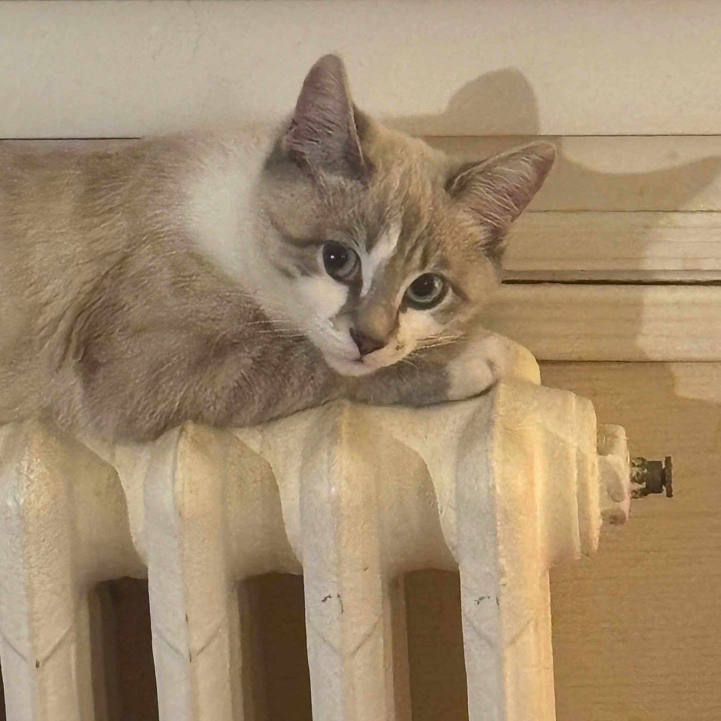 Willow participe au concours pour gagner de l'argent avec cette photo : animal, cat, closeup, cozy, curious, domestic, feline, fur, home, indoor, pet, quiet, radiator, relaxed, resting, shadow, texture, vintage, wall, warm
