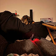 Simba is registered to the contest to win money with this photo: dog, indoor, couch, person, computer_mouse, table, laptop, black_clothing, relaxed, resting, warm_lighting, shadow, pet, technology, wooden_table, blanket, home, calm, cozy, casual