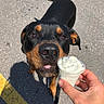 dog, rottweiler, whipped_cream, outdoor, hand, pavement, yellow_line, curious, pet, animal, sniffing, close_up, black_and_tan, sunlight, sidewalk, leash, tongue, person, food, summer