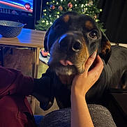 Simba is registered to the contest to win money with this photo: affection, black_dog, bowl, brown_markings, christmas_tree, couch, cozy, decorations, dog, hand, holiday_lights, indoor, living_room, person, pet, rottweiler, table, television, tongue_out, wood_floor