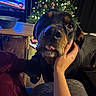 dog, rottweiler, hand, person, christmas_tree, indoor, living_room, television, bowl, table, wood_floor, black_dog, brown_markings, pet, affection, holiday_lights, decorations, couch, cozy, tongue_out