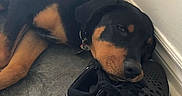 Simba is registered to the contest to win money with this photo: dog, rottweiler, puppy, sleeping, shoes, nike, black_shoes, floor, tiled_floor, wall, resting, pet, animal, collar, indoor, cute, cozy, relaxed, head, paw