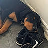 dog, rottweiler, puppy, sleeping, shoes, nike, black_shoes, floor, tiled_floor, wall, resting, pet, animal, collar, indoor, cute, cozy, relaxed, head, paw