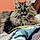 Miaou