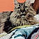 Miaou