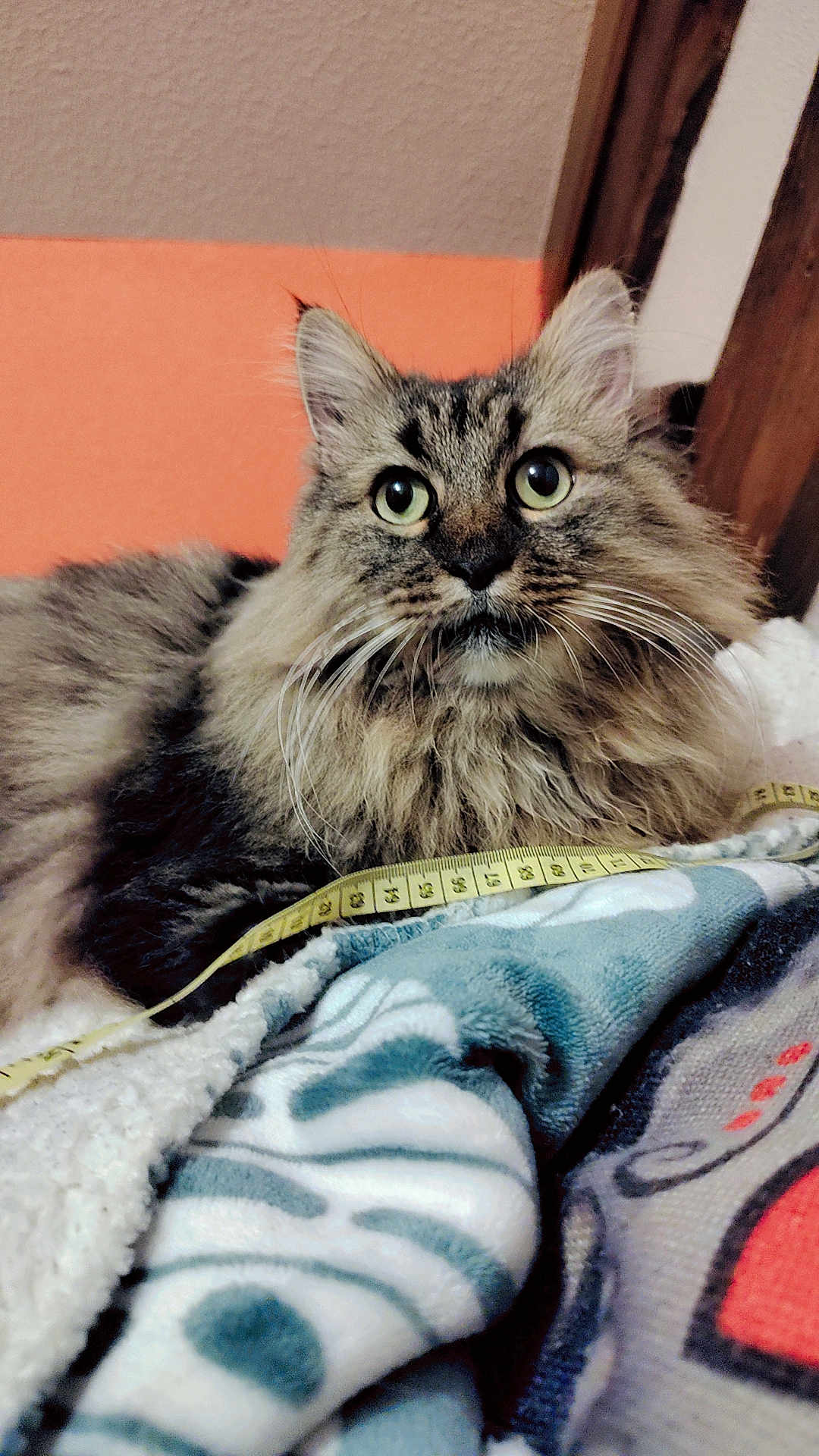 Miaou