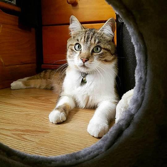 Oasis participe au concours pour gagner de l'argent avec cette photo : carnivore, cat, cat_furniture, cat_supply, claw, comfort, domestic_short_haired_cat, door, felidae, flooring, fur, hardwood, paw, sitting, small_to_medium_sized_cats, snout, tail, whiskers, window, wood