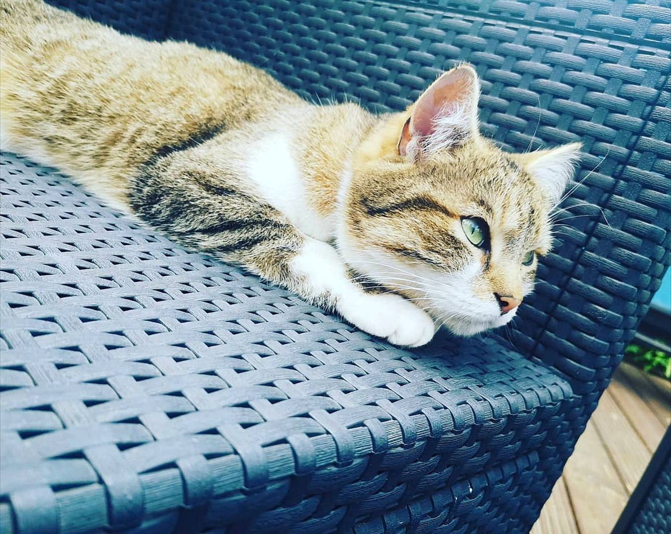 Oasis a rejoint le concours — aidez-le/la à gagner de superbes lots ! bench, carnivore, cat, claw, comfort, domestic_short_haired_cat, fawn, felidae, fur, grass, grey, linens, nap, paw, sitting, small_to_medium_sized_cats, snout, tail, whiskers, wood