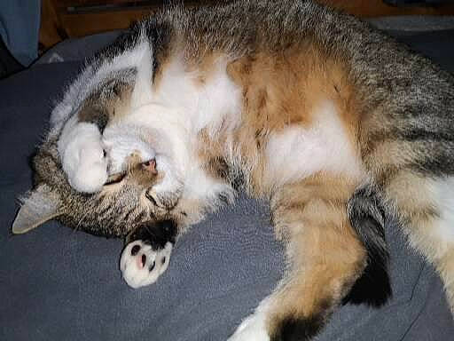 Oasis a rejoint le concours — aidez-le/la à gagner de superbes lots ! carnivore, cat, claw, comfort, domestic_short_haired_cat, fawn, felidae, fur, nap, paw, sleep, small_to_medium_sized_cats, snout, tail, whiskers