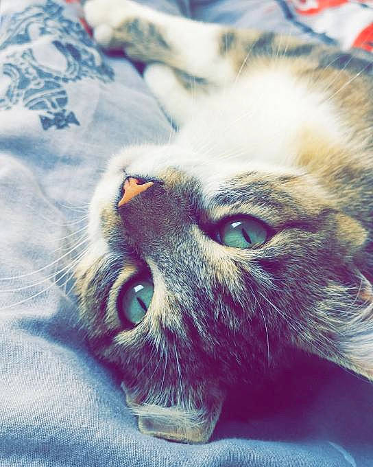 Oasis participe au concours pour gagner de l'argent avec cette photo : carnivore, cat, close_up, domestic_short_haired_cat, electric_blue, felidae, fur, paw, photo_caption, photography, selfie, small_to_medium_sized_cats, snout, square, terrestrial_animal, whiskers, wildlife