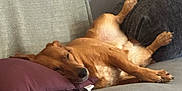 Luna is registered to the contest to win money with this photo: dog, sleeping, couch, pillow, brown_dog, indoor, relaxed, pet, resting, furniture, cozy, living_room, canine, comfortable, nap, domestic_animal, home, soft_lighting, animal, laying_down
