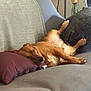 dog, sleeping, couch, pillow, brown_dog, indoor, relaxed, pet, resting, furniture, cozy, living_room, canine, comfortable, nap, domestic_animal, home, soft_lighting, animal, laying_down