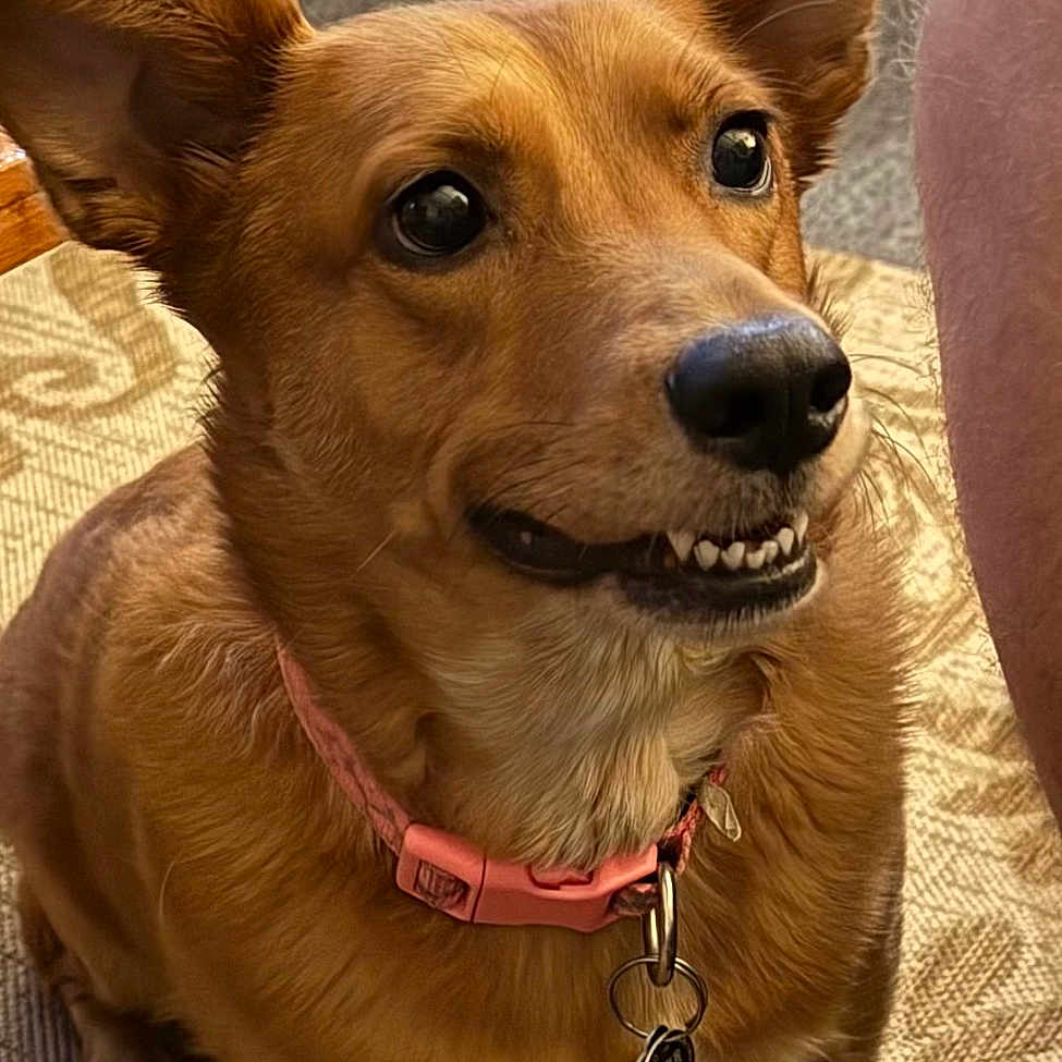 Luna joined the competition — help win amazing prizes! animal, brown_fur, canine, carpet, companion, cute, dog, domestic, ears_up, expression, fur, household, indoor, looking_up, pet, pink_collar, playful, teeth, waiting, wooden_stools